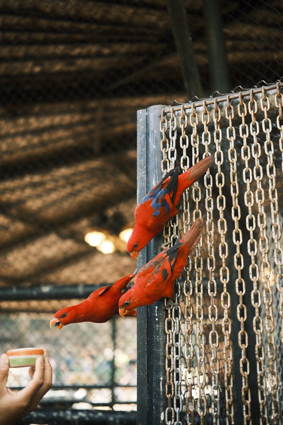 Two red parrots clinging to chains, one reaching toward a cup held by a visitor's hand at lower left