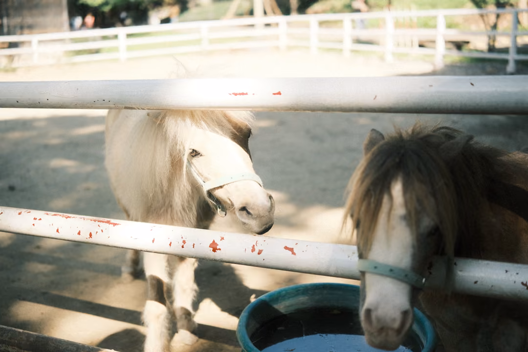 Two ponies with halters behind a white metal rail, one cream-coloured, drinking from a blue tub