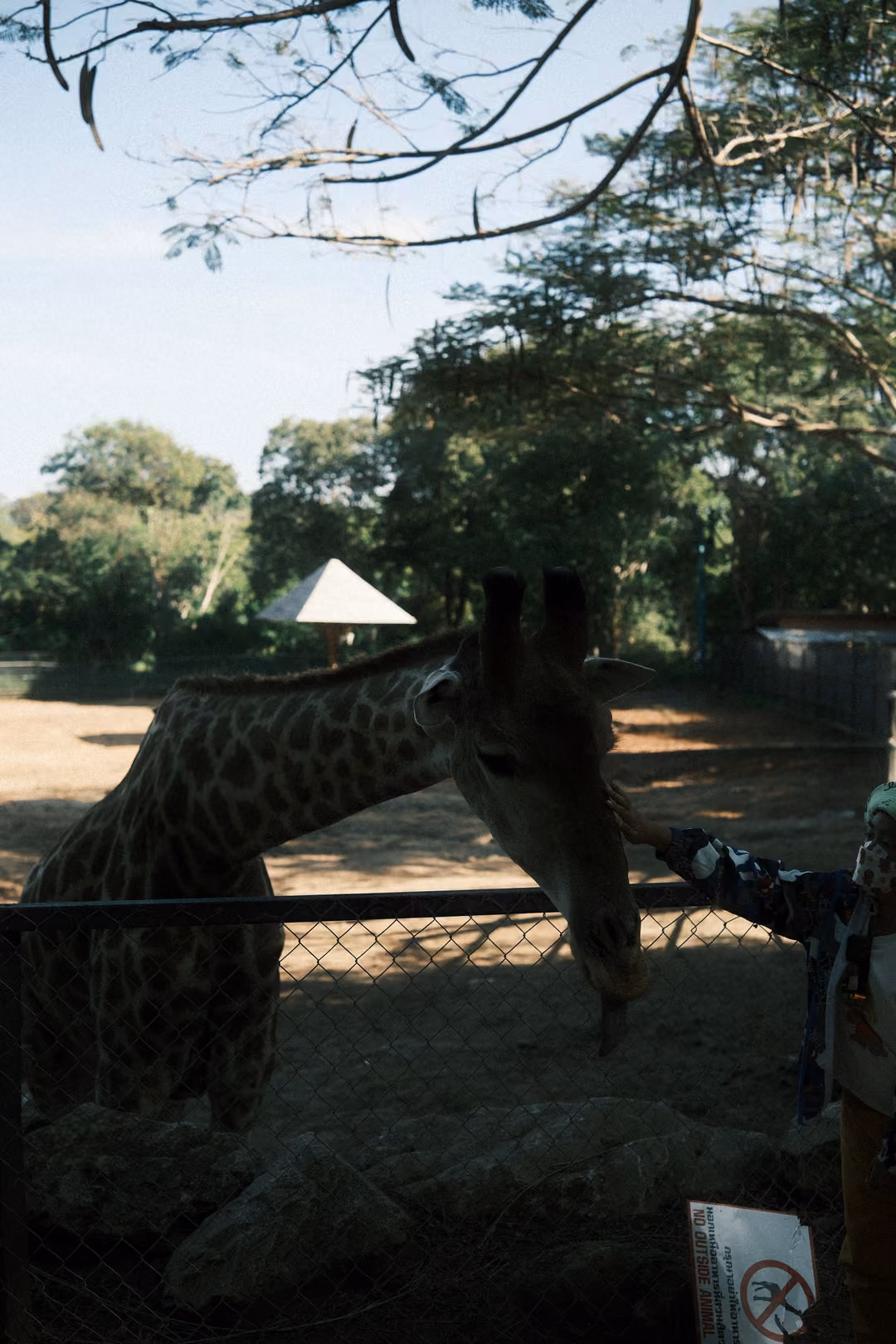 Giraffe in shadow lowering its head over a fence toward a hand, a thatched umbrella in the paddock