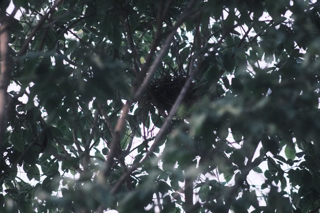 Dense tree branches and green leaves against a pale sky, a dark tangle of twigs near the centre