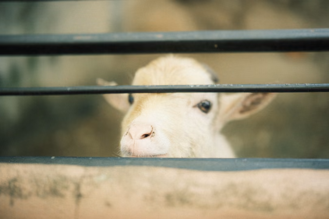 White woolly animal's face peering between dark metal bars, soft blurred background