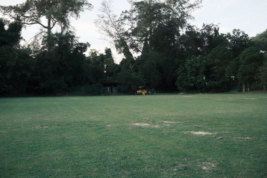 Wide empty green field with a line of tall trees under a pale sky