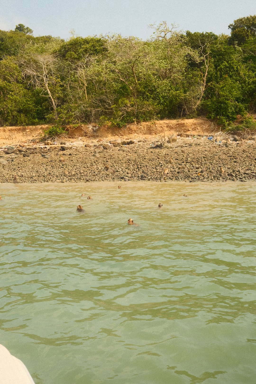Swimmers float in greenish water near a shore of rocks and orange earth below thick trees.