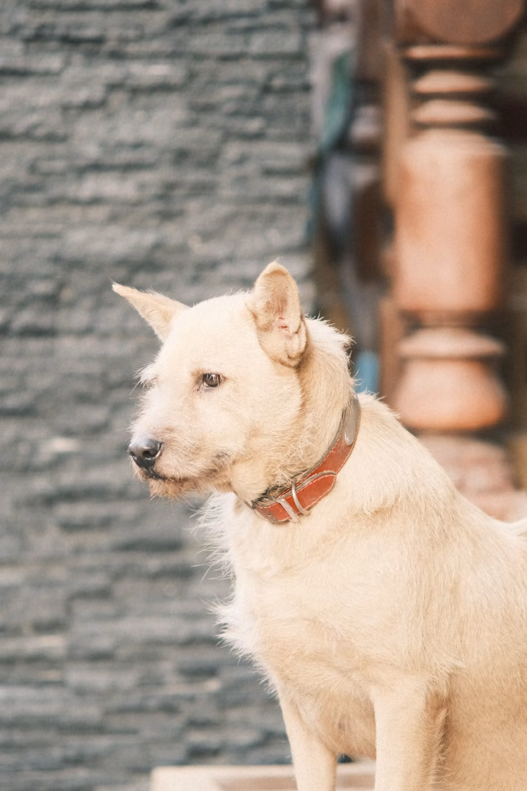 A cream-coloured dog in a red collar sits in profile against a dark stone wall and a carved wooden post.
