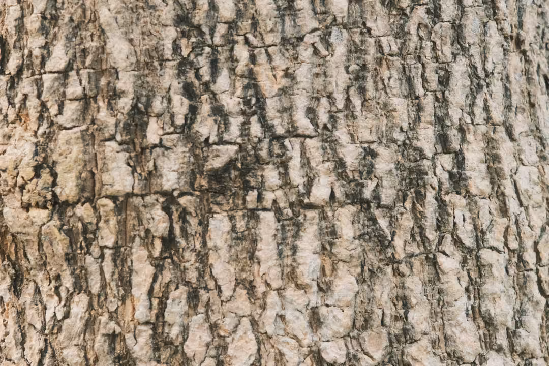 Close-up of rough grey-brown tree bark with deep cracks and ridges