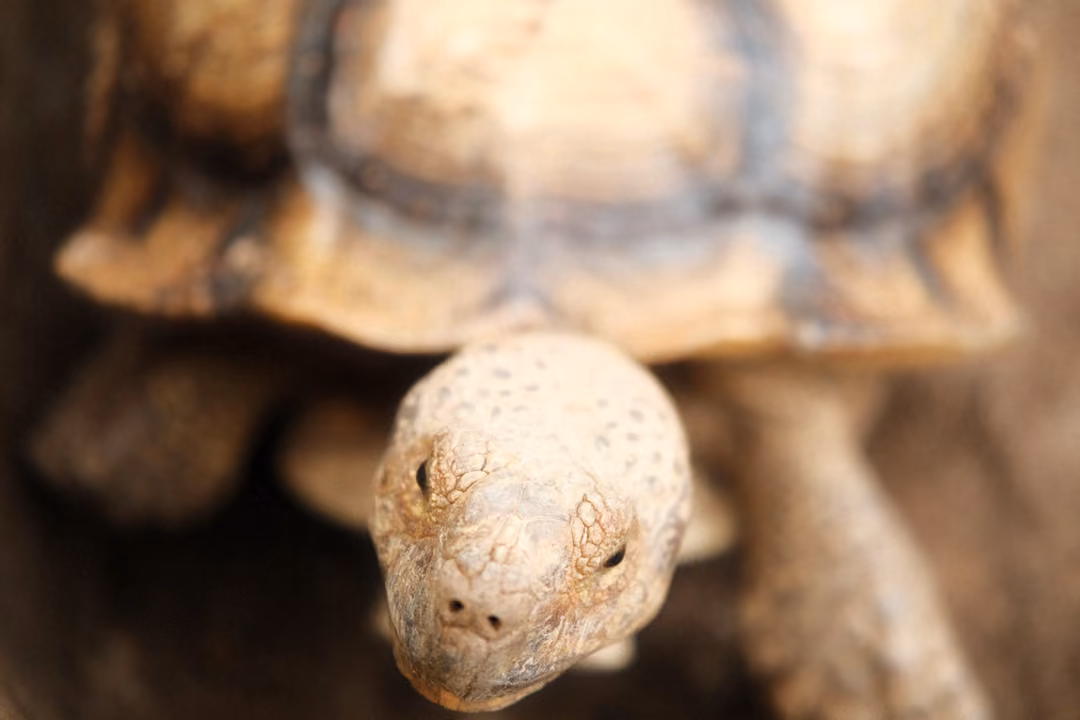 Close view of a tortoise's head facing forward beneath its blurred patterned shell