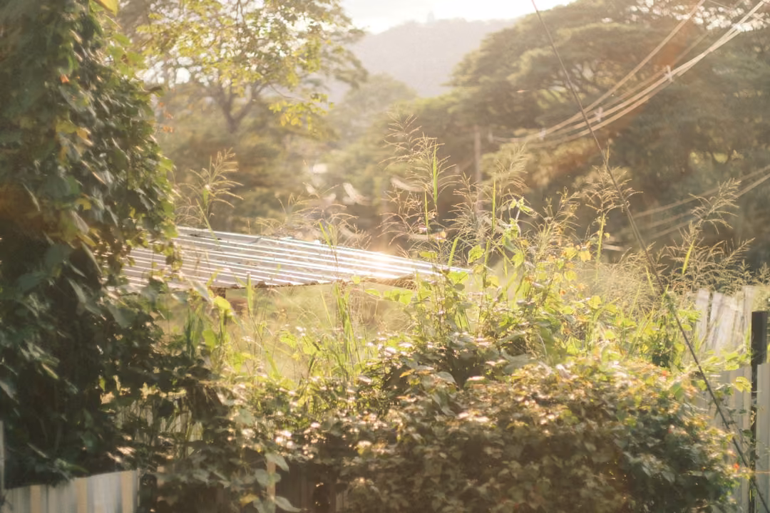 Overgrown hillside of weeds and shrubs in hazy golden light, a metal roof and power lines behind