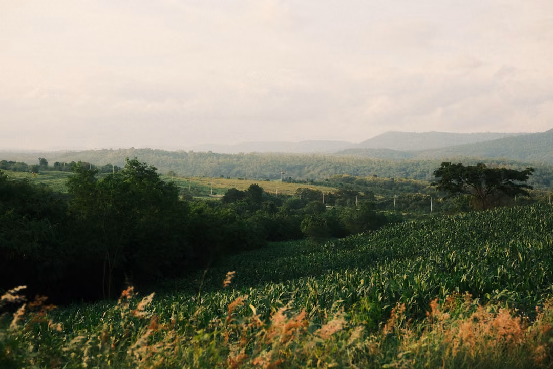 A field of young corn with grass tips in the foreground, trees and hazy mountains beyond under a cloudy sky.