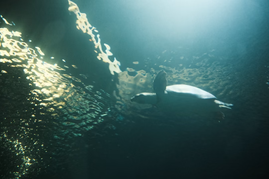 A sea turtle swimming near the surface, silhouetted against light pouring through the water
