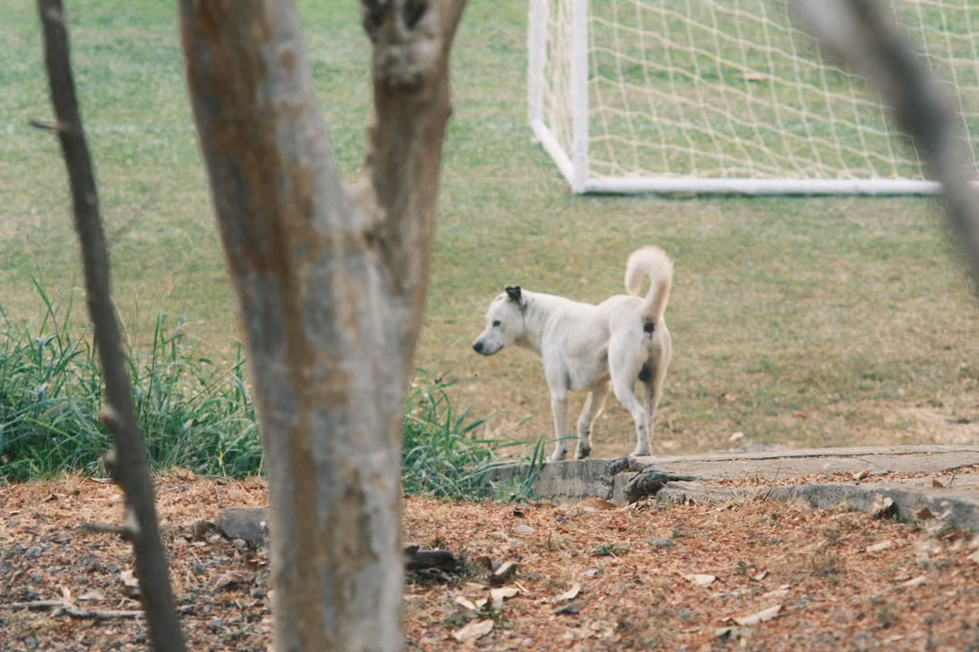 White dog standing on a slope looking left, a goal net behind it and a tree trunk in the foreground