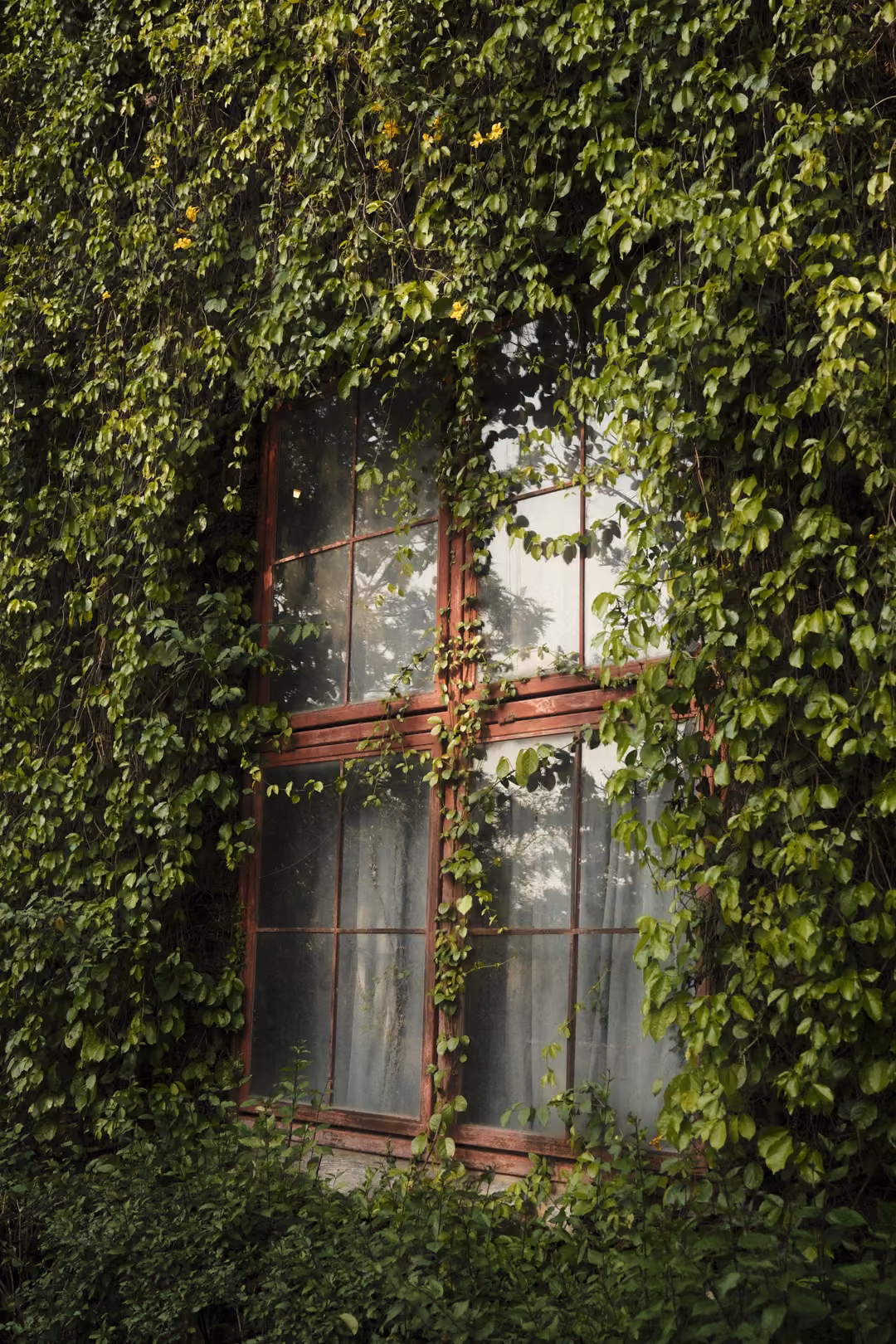 A window with a red wooden frame almost hidden under thick green ivy