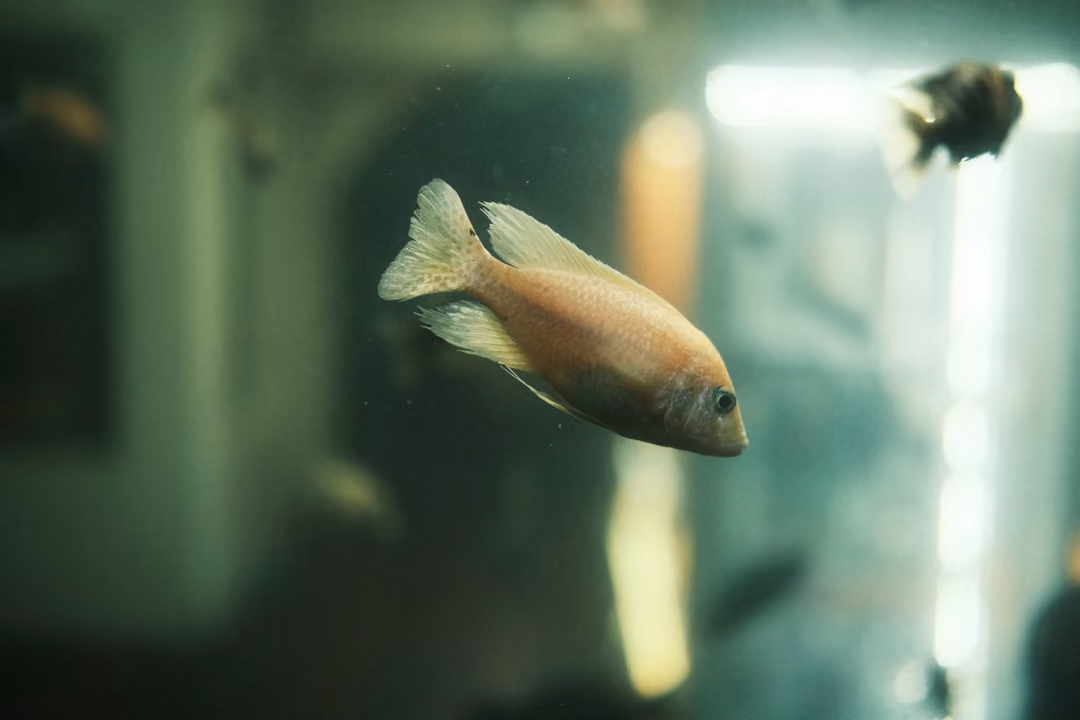 A pinkish-orange fish swimming close to the glass, with a dark fish and a bright window blurred behind