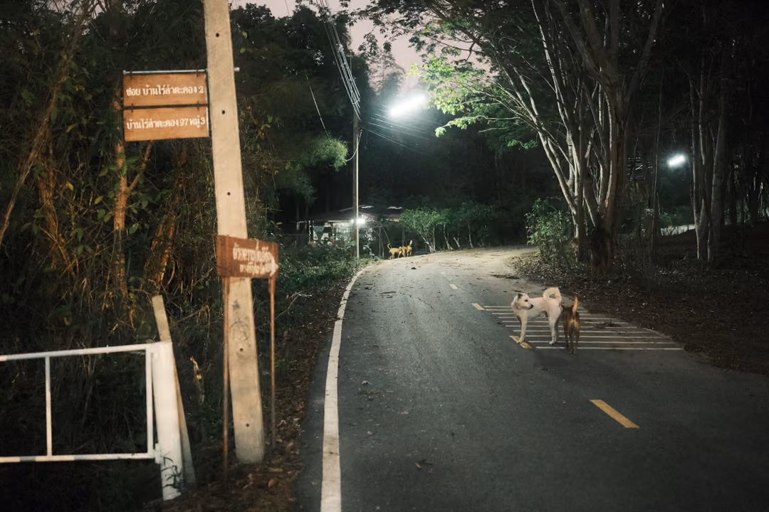 Dark road at night lit by streetlamps, two dogs on a pedestrian crossing, red signs on a wooden post