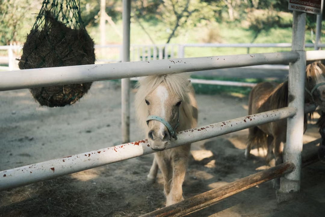 Cream pony with a teal halter looking over a white rail, a hay net hanging and another pony behind