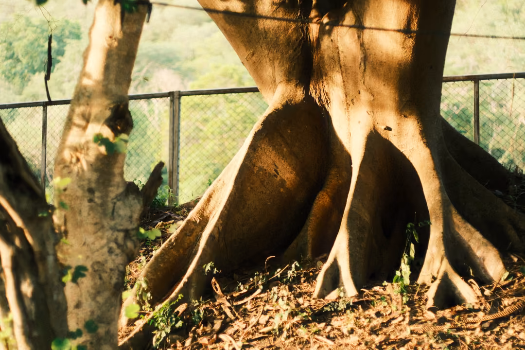 A large tree base with thick spreading buttress roots, a chain-link fence and green hillside behind.