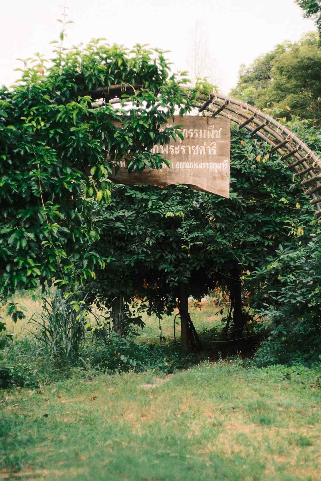 Green arch covered in climbing vines with a weathered wooden sign, grassy ground below