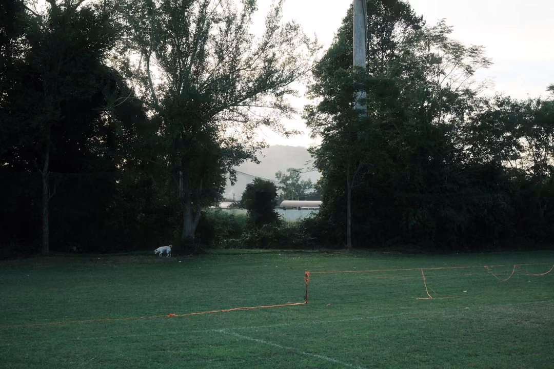 Green field with orange marker poles and a small white dog, a tall tree line and distant mountain