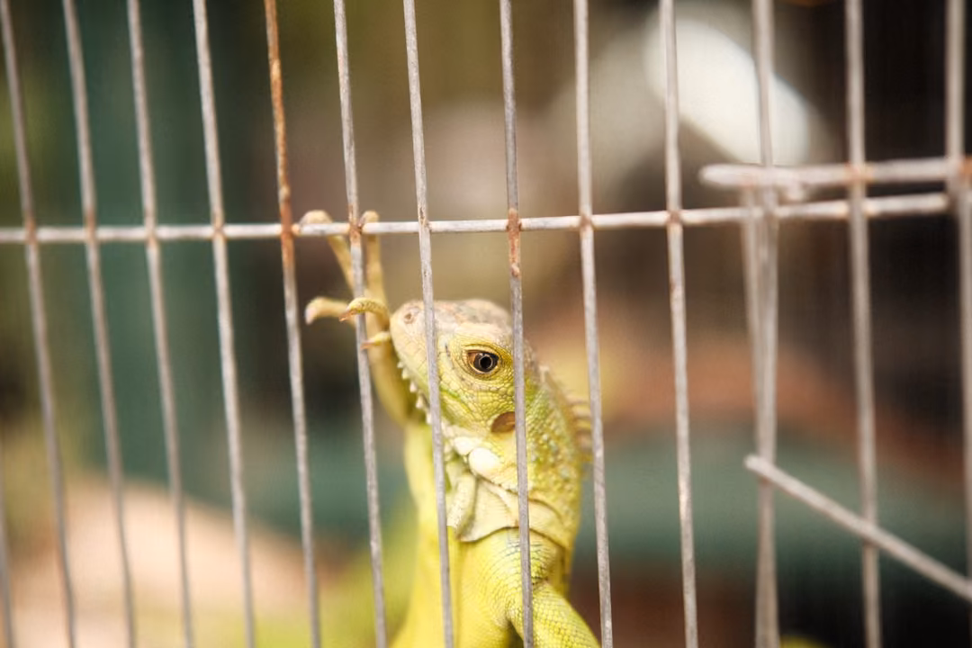 Green iguana clinging upright to thin wire cage bars, one foreleg hooked over a crossbar