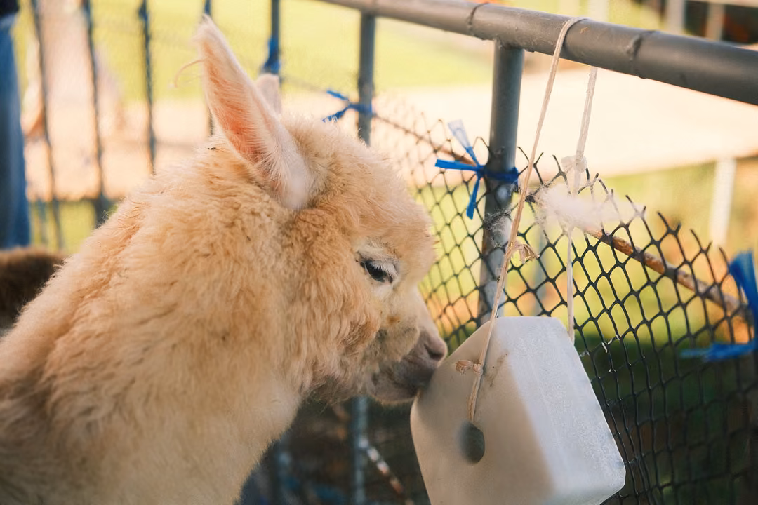 An alpaca with cream fleece licks a white block hanging on a chain-link fence.