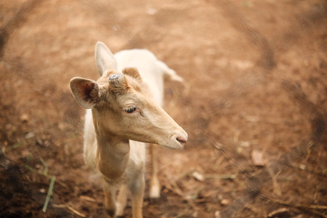 Close view of a pale deer with short antler stubs, head turned to the side on a reddish dirt ground