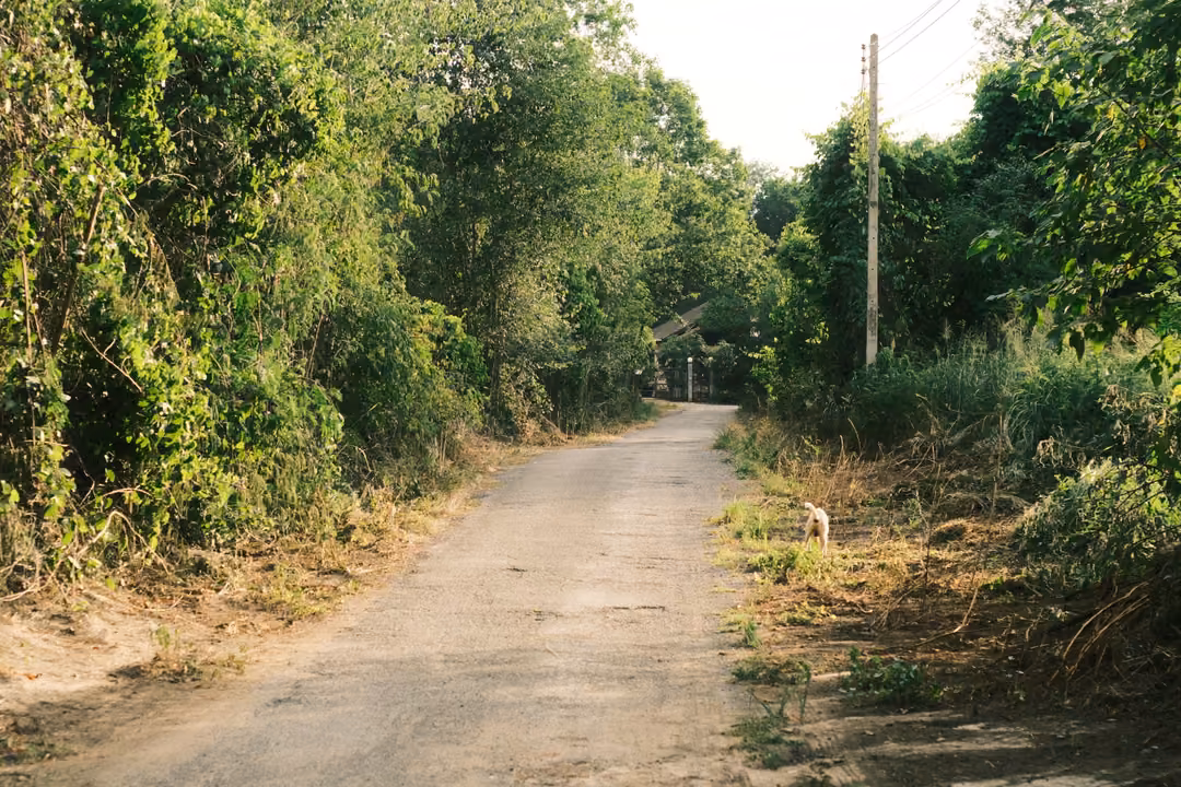 A dirt lane between overgrown bushes and trees, a utility pole and a small dog sitting at the grassy verge.