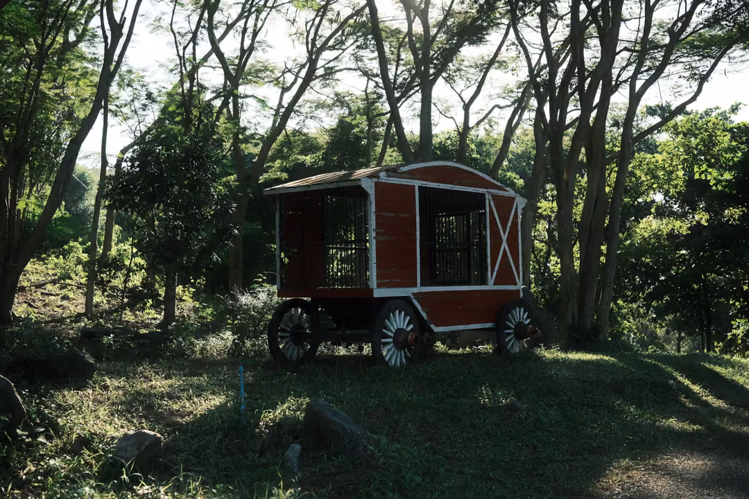 Red and white wooden wagon with spoked wheels parked on a grassy slope among tall thin trees