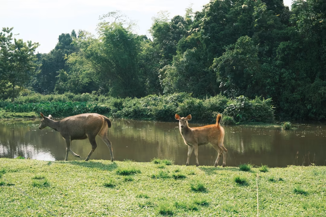 The two deer a moment later on the riverbank, the smaller one pausing with its head raised.