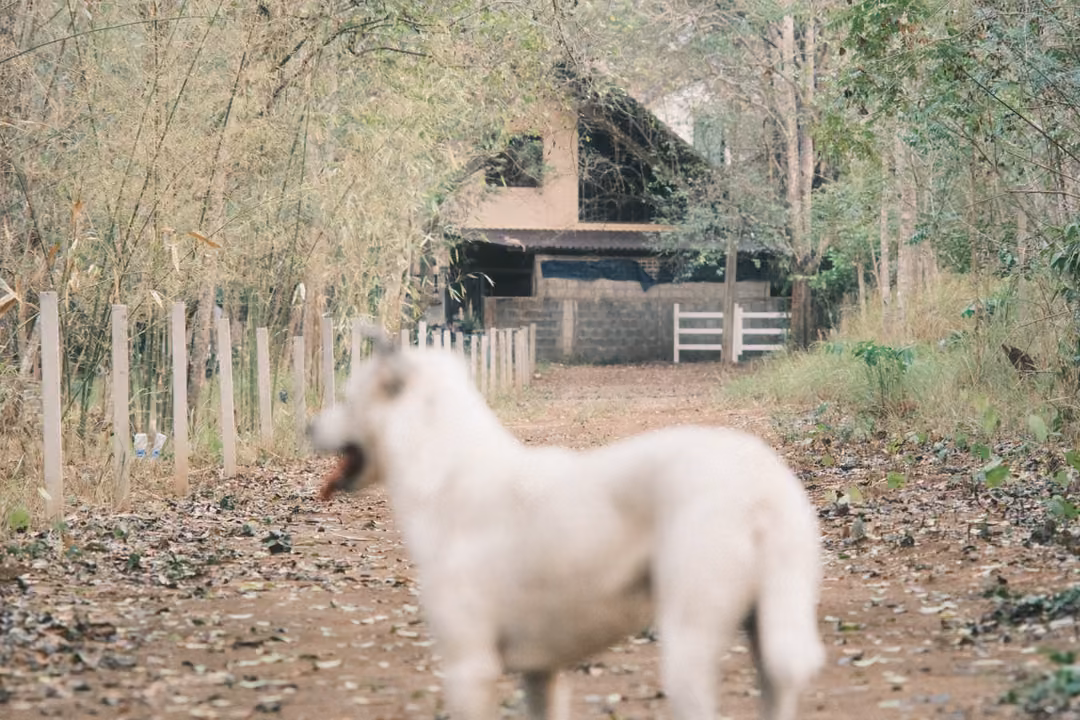 Blurred white dog with an open mouth in the foreground of a dirt track leading to a house among bamboo