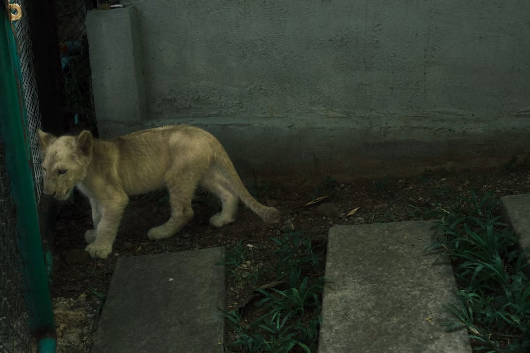 Pale lion cub walking along a concrete wall beside a green-framed fence, stepping stones below