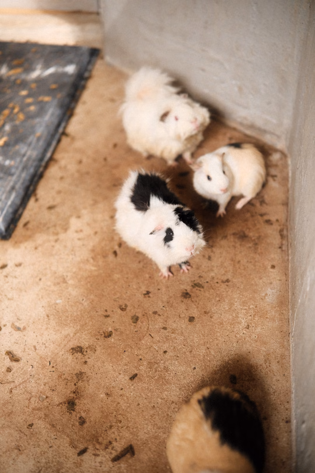Three guinea pigs gathered in the corner of a pen beside a black mat scattered with feed pellets
