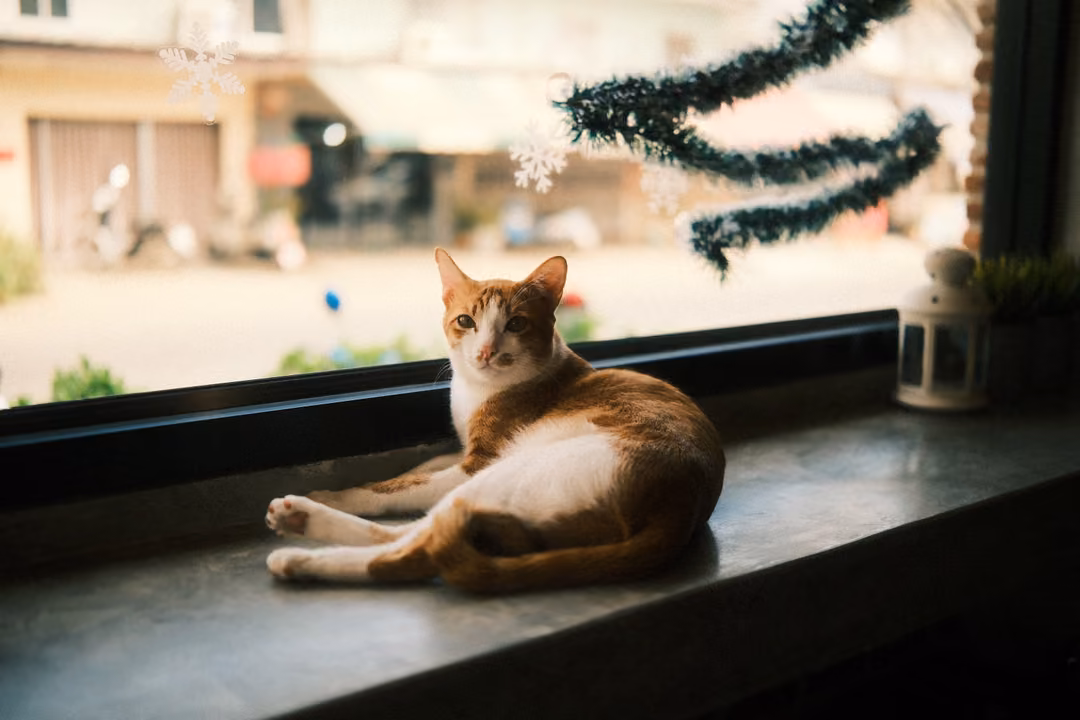 Ginger and white cat on a window ledge with head tilted, tinsel decoration and blurred street behind
