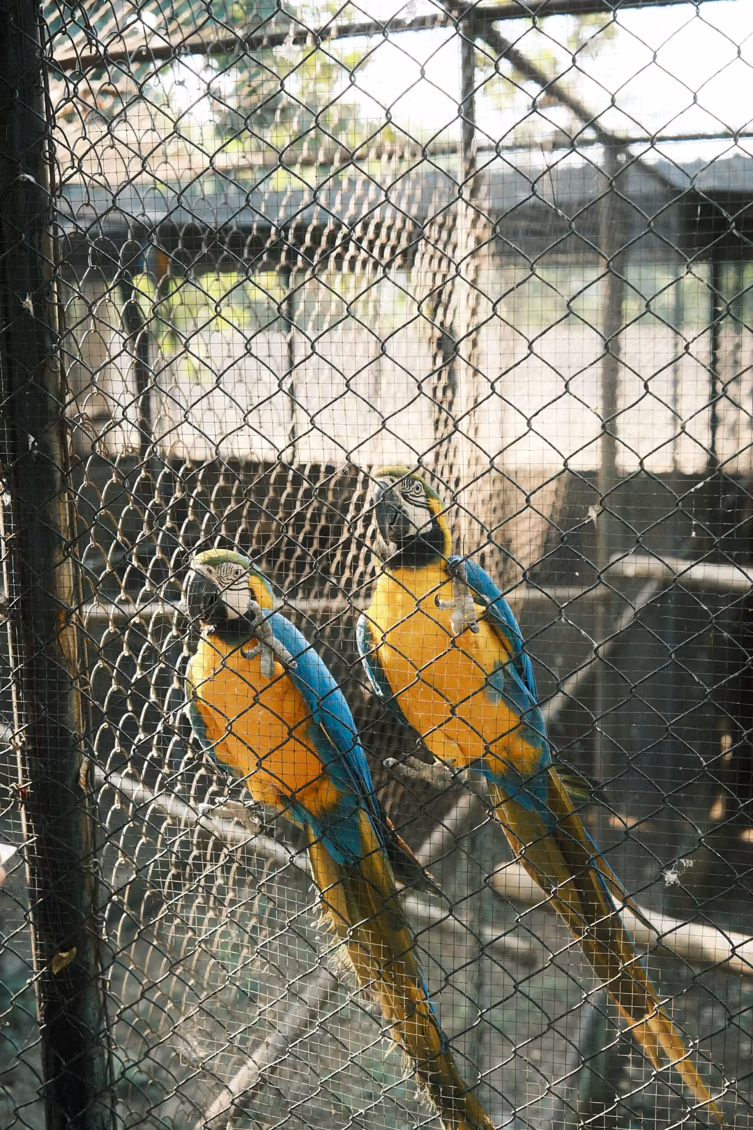 Two blue and yellow macaws perched side by side inside a tall chain-link aviary