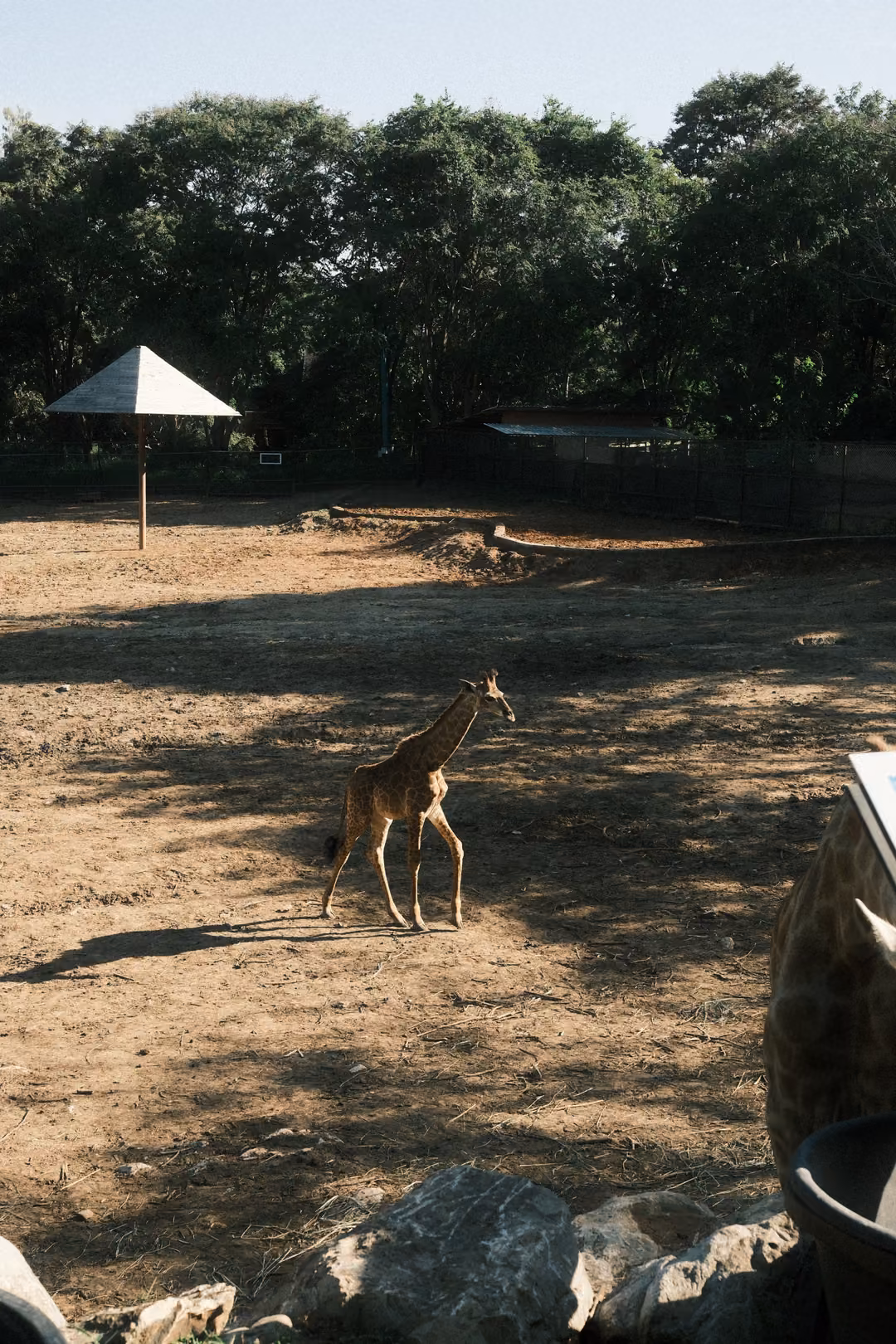 Young giraffe walking across a wide sandy paddock, a thatched umbrella and trees behind
