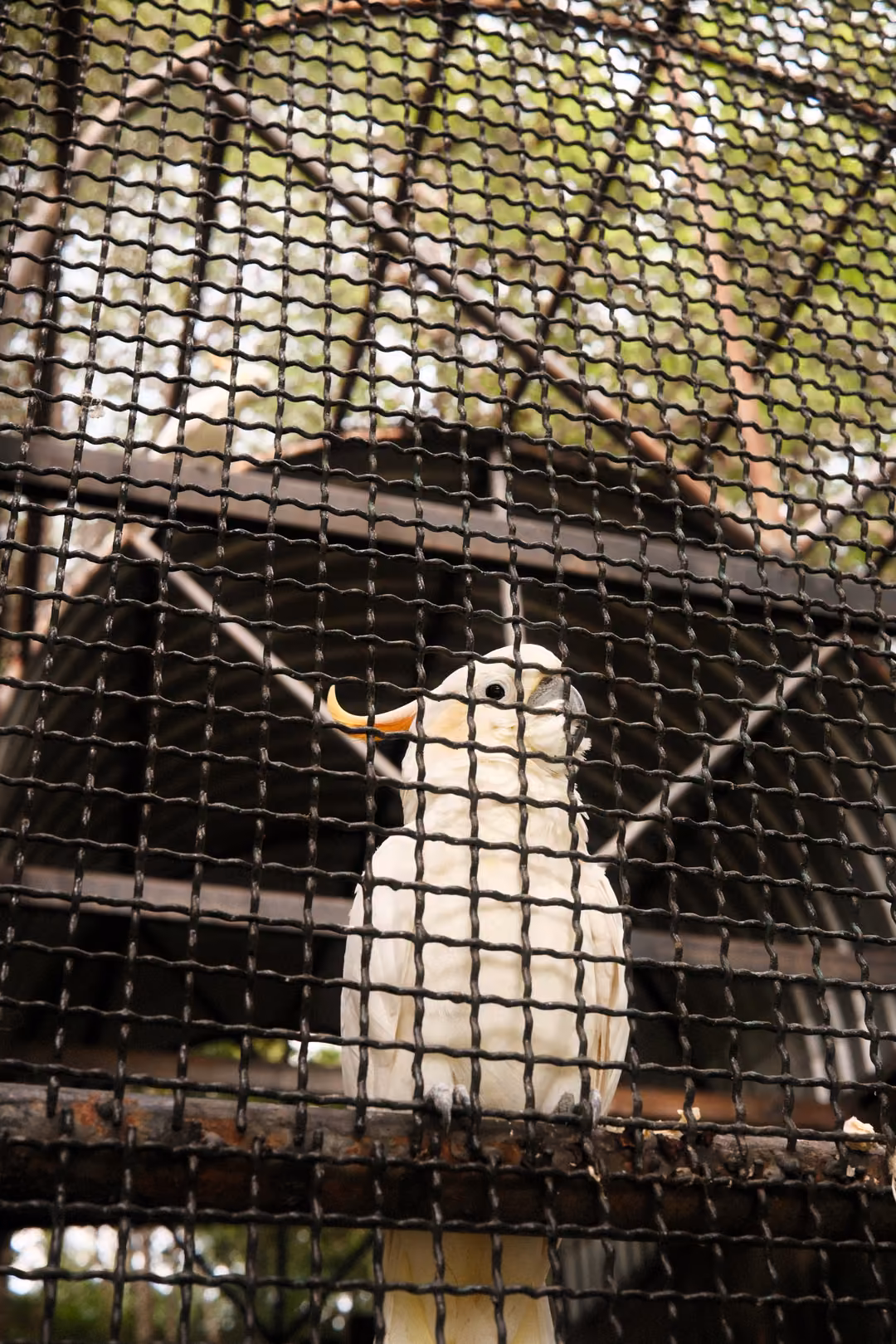 White cockatoo perched behind dark wire mesh inside an aviary, looking to the side