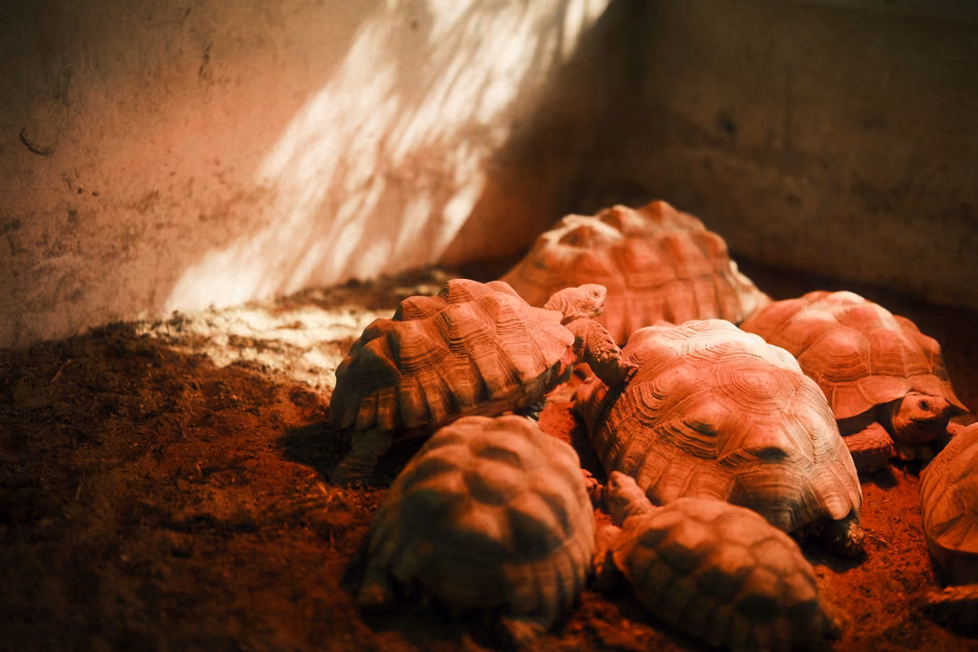 Tortoises piled together under red lamp light, sunlight streaking the concrete wall behind