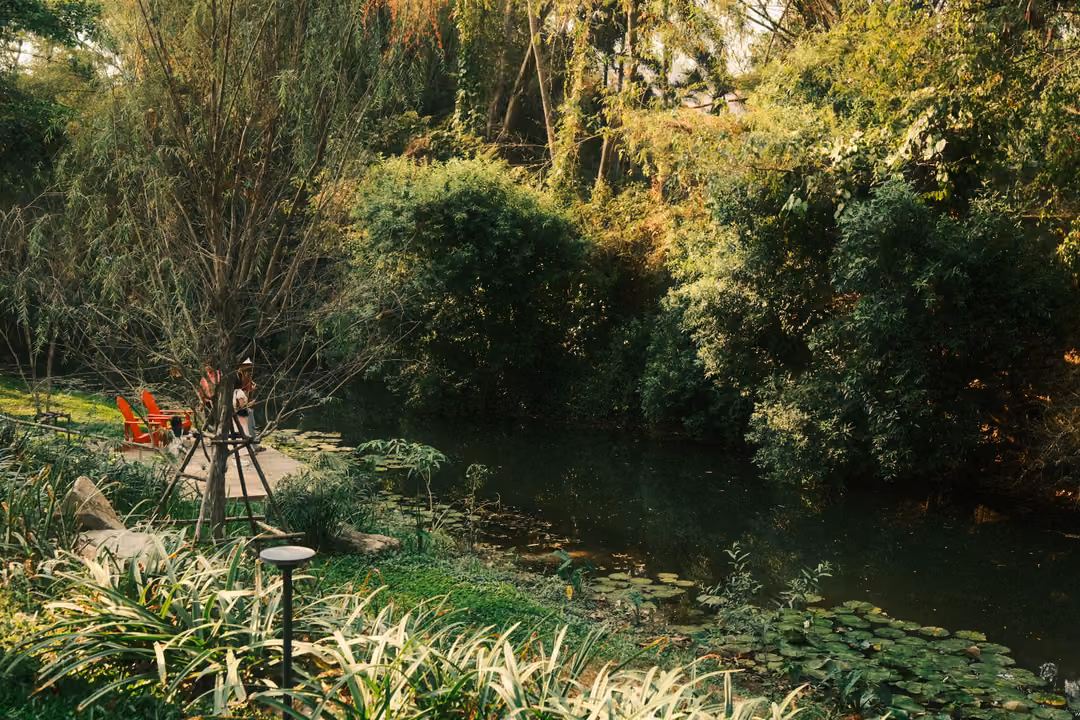 Dark green pond edged with lush plants and lily pads, a garden lamp and red chairs in the distance