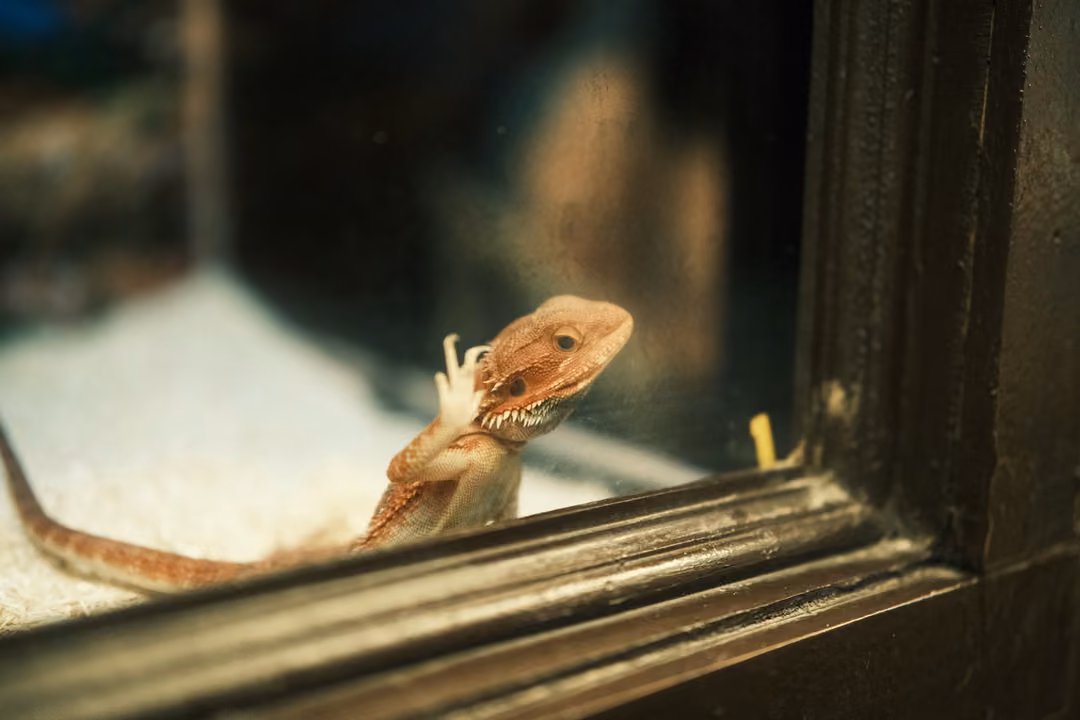 A small orange lizard raising one front foot against the glass of a wooden-framed tank