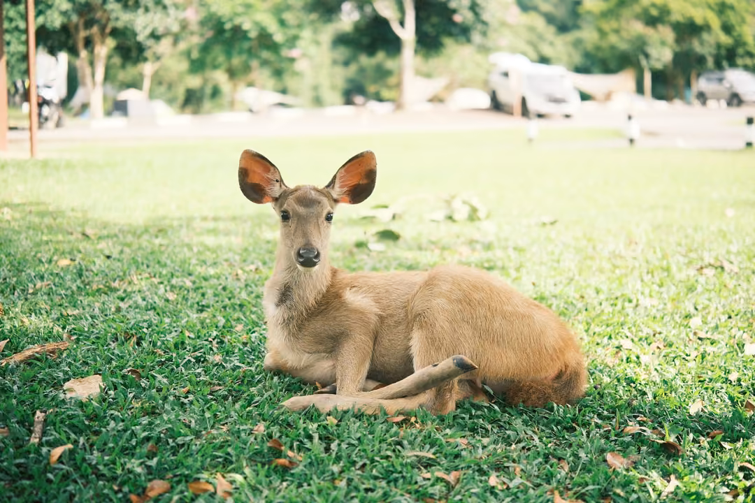 A young deer lies on a green lawn, ears raised, looking forward, with parked cars blurred behind.