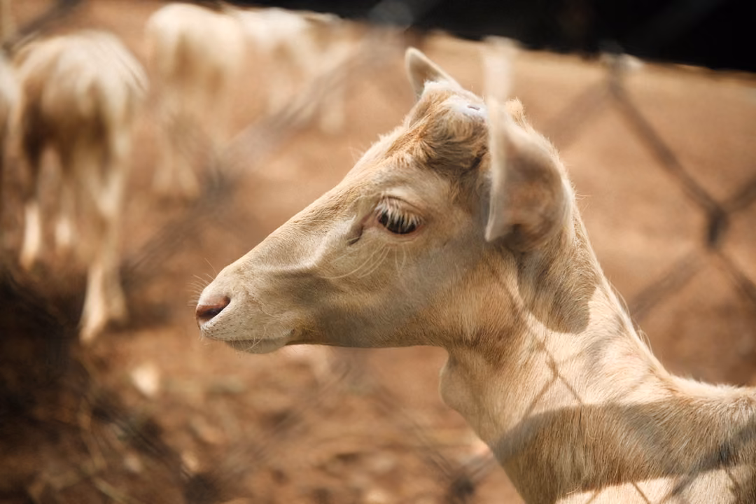 Pale deer in profile behind chain-link fencing, with other deer blurred on the dirt behind