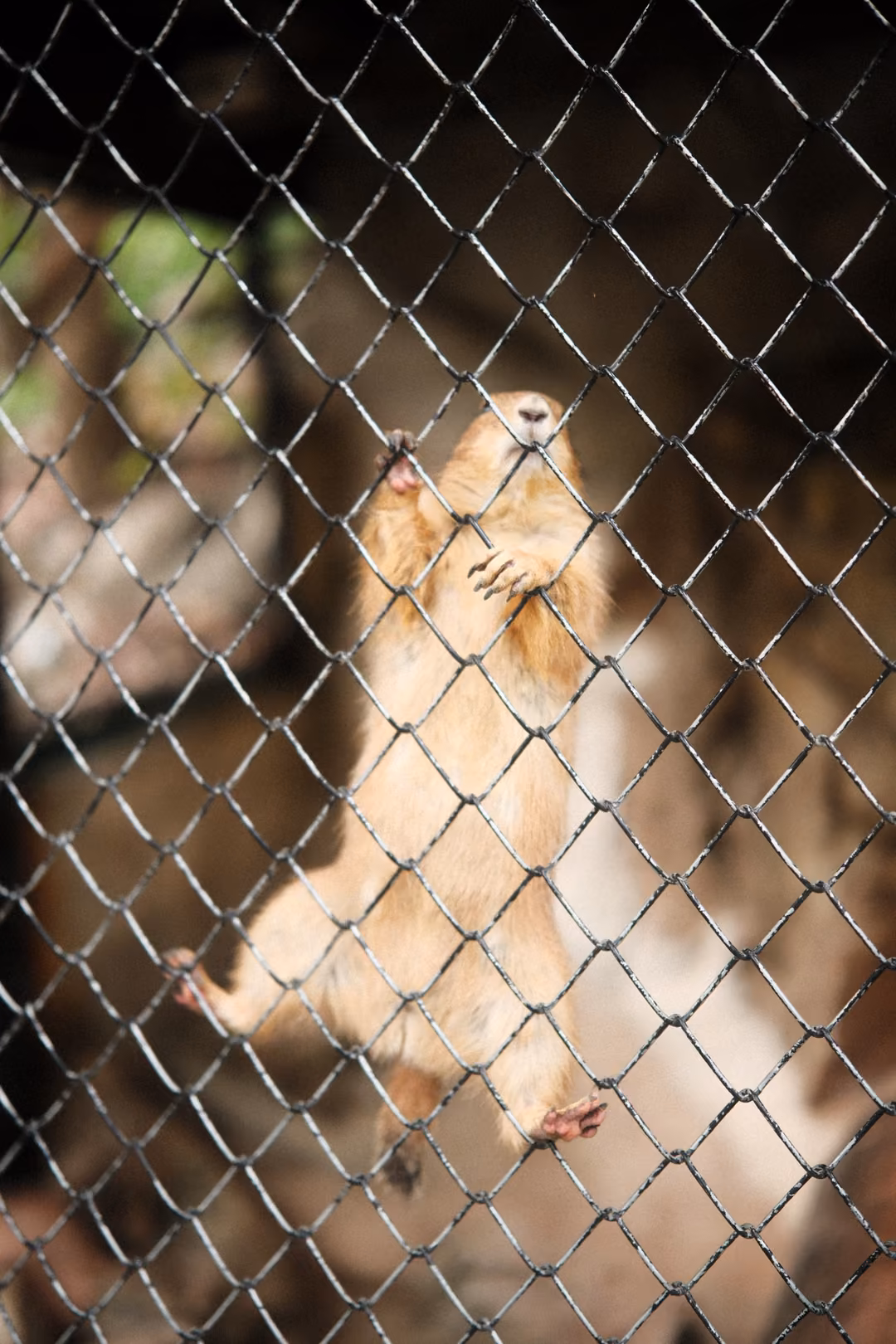 Prairie dog climbing up a chain-link fence with outstretched paws in a dim enclosure