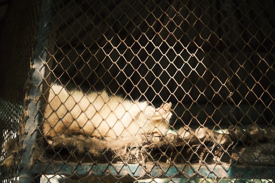 Pale furry animal curled up on straw behind a chain-link fence in a dim cage