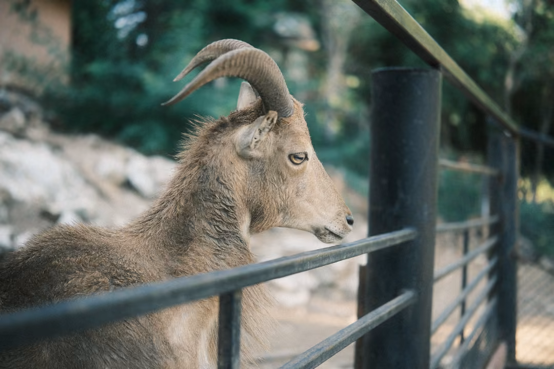 Horned goat in profile leaning against a metal railing, trees and a brick wall behind