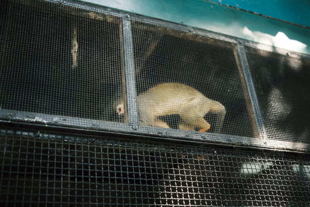 Pale monkey crouching on a perch inside a wire mesh cage, seen through the grid