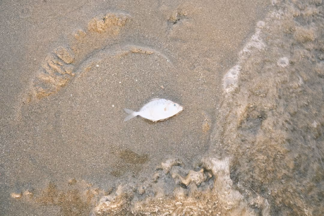 A small dead silver fish lying on wet sand beside a curved line of foam and footprints