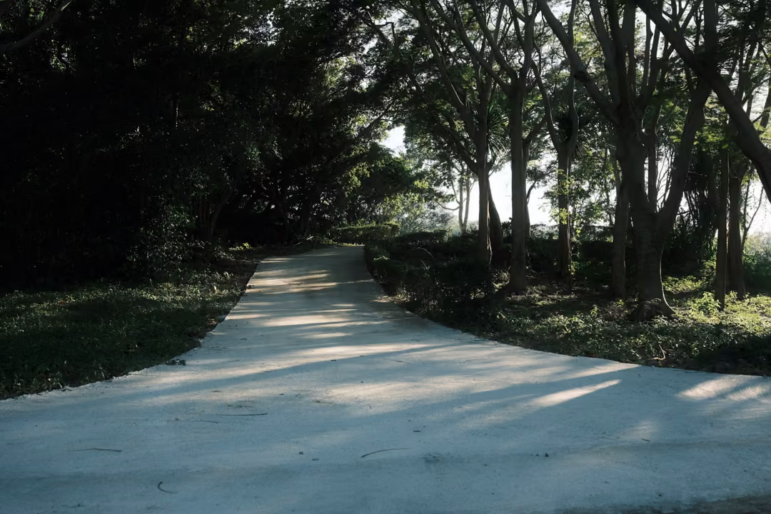 Pale concrete path forking under a tunnel of shady trees, patches of sunlight on the ground
