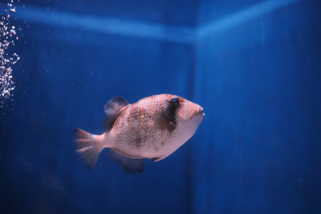 A spotted, pinkish puffer-like fish swimming in a blue tank with a column of bubbles at left