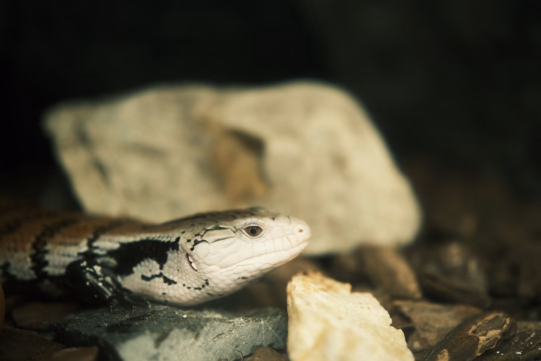 A lizard with a pale head and dark banded body lying between two pale rocks