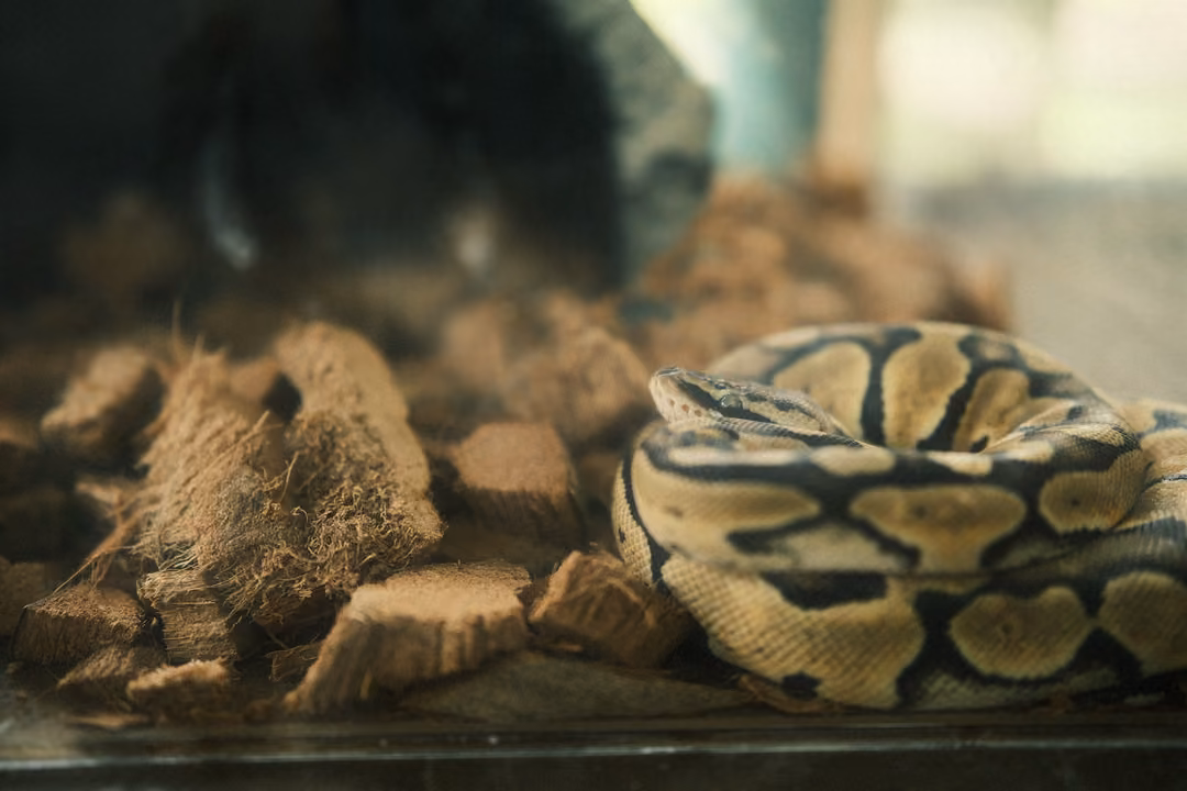 Coiled yellow-and-black patterned snake resting on chunks of coconut husk in a glass terrarium