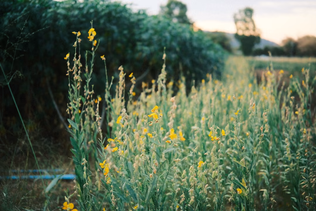 Tall grasses with small yellow flowers growing beside a dark hedge, a blue pipe at the bottom, evening sky