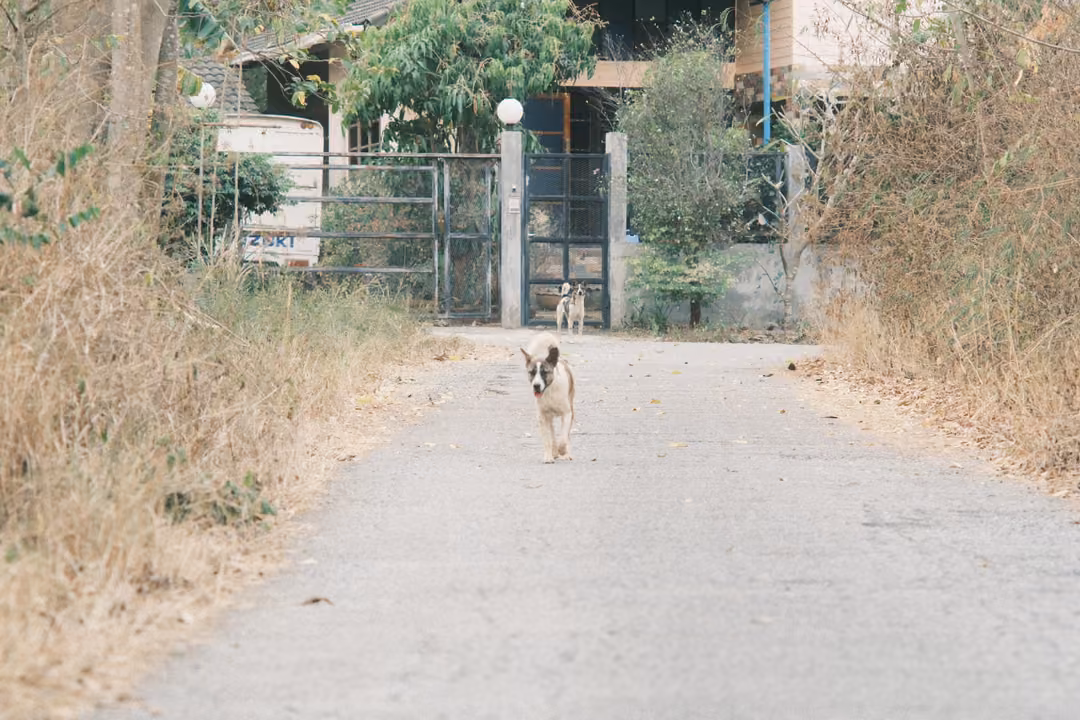 Small dog trotting down a pale lane toward the camera, a gate and house among dry trees behind